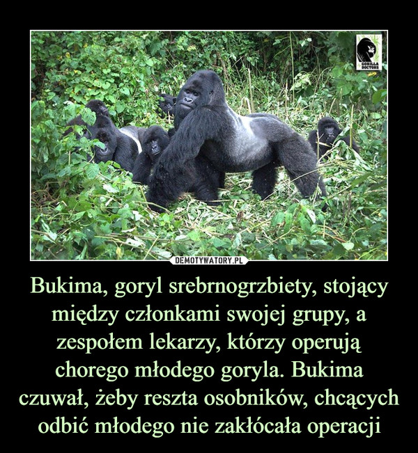 Bukima, goryl srebrnogrzbiety, stojący między członkami swojej grupy, a zespołem lekarzy, którzy operują chorego młodego goryla. Bukima czuwał, żeby reszta osobników, chcących odbić młodego nie zakłócała operacji –  