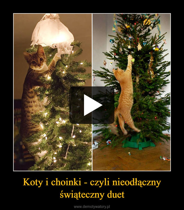 Koty i choinki - czyli nieodłączny świąteczny duet –  