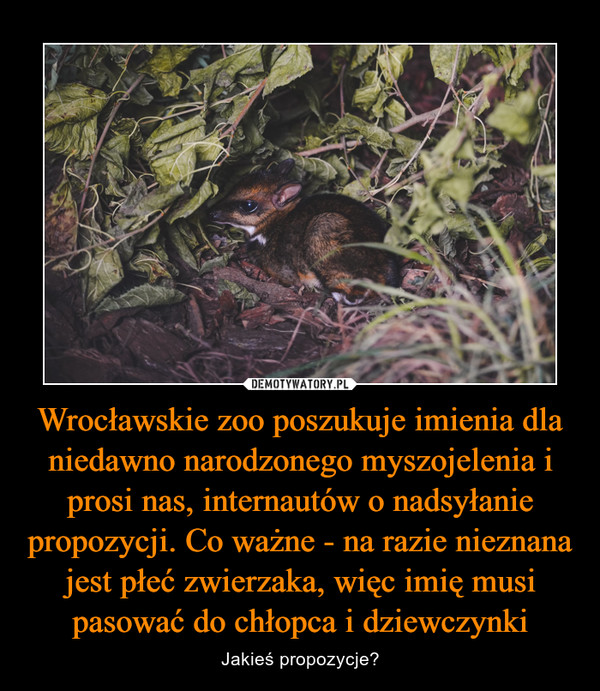 Wrocławskie zoo poszukuje imienia dla niedawno narodzonego myszojelenia i prosi nas, internautów o nadsyłanie propozycji. Co ważne - na razie nieznana jest płeć zwierzaka, więc imię musi pasować do chłopca i dziewczynki