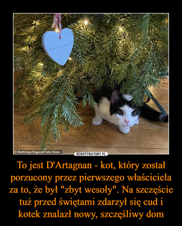 To jest D'Artagnan - kot, który został porzucony przez pierwszego właściciela za to, że był "zbyt wesoły". Na szczęście tuż przed świętami zdarzył się cud i kotek znalazł nowy, szczęśliwy dom –  