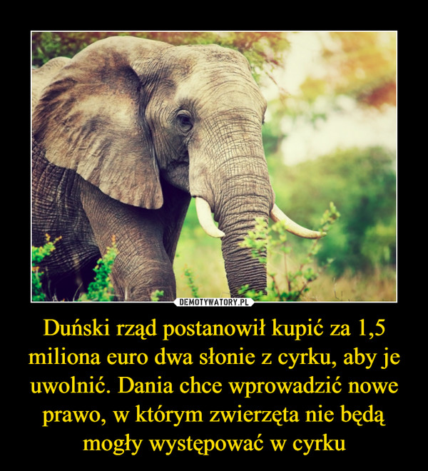 Duński rząd postanowił kupić za 1,5 miliona euro dwa słonie z cyrku, aby je uwolnić. Dania chce wprowadzić nowe prawo, w którym zwierzęta nie będą mogły występować w cyrku
