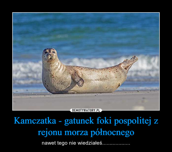 Kamczatka - gatunek foki pospolitej z rejonu morza północnego