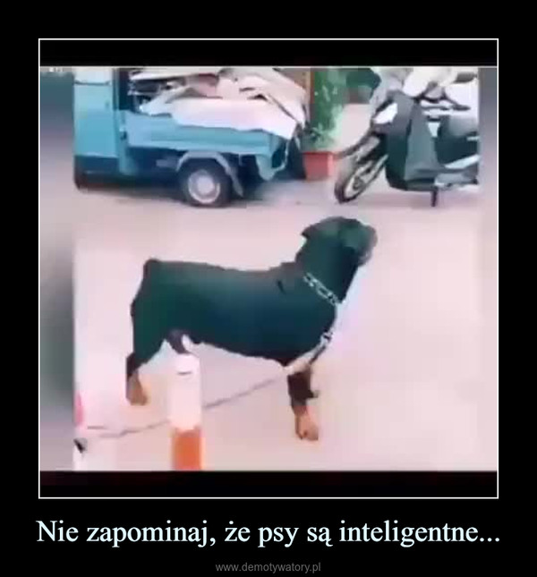 Nie zapominaj, że psy są inteligentne... –  