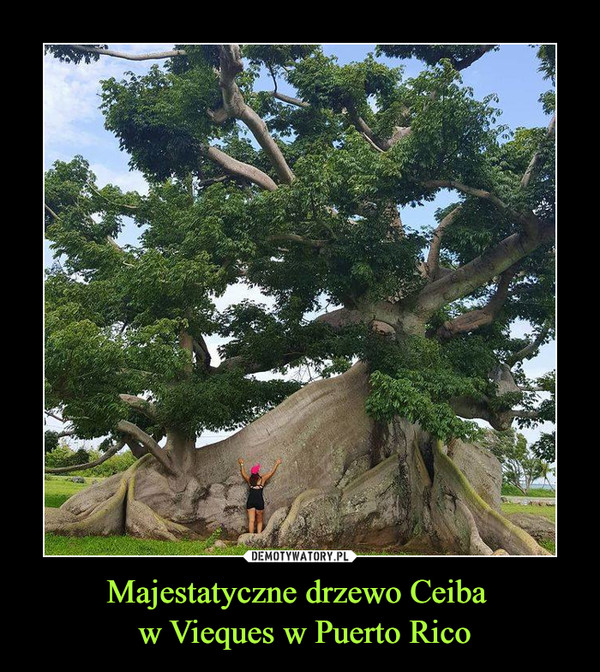 Majestatyczne drzewo Ceiba  w Vieques w Puerto Rico –  