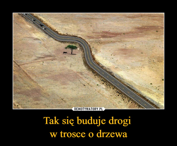 Tak się buduje drogi w trosce o drzewa –  