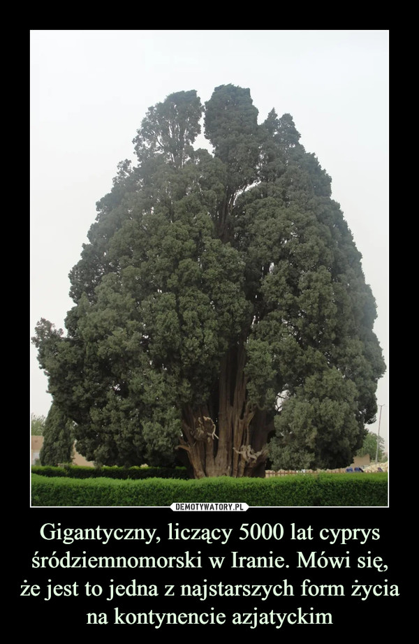 Gigantyczny, liczący 5000 lat cyprys śródziemnomorski w Iranie. Mówi się,
że jest to jedna z najstarszych form życia
na kontynencie azjatyckim