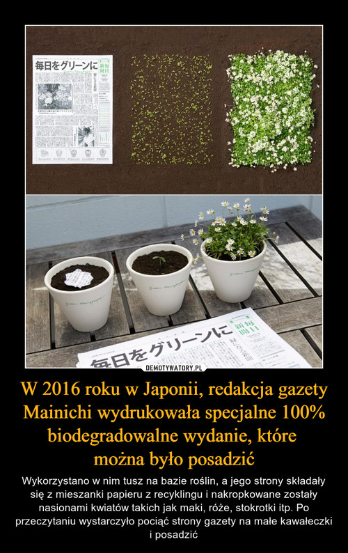 W 2016 roku w Japonii, redakcja gazety Mainichi wydrukowała specjalne 100% biodegradowalne wydanie, które 
można było posadzić