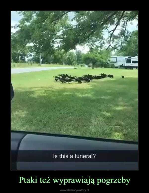 Ptaki też wyprawiają pogrzeby –  