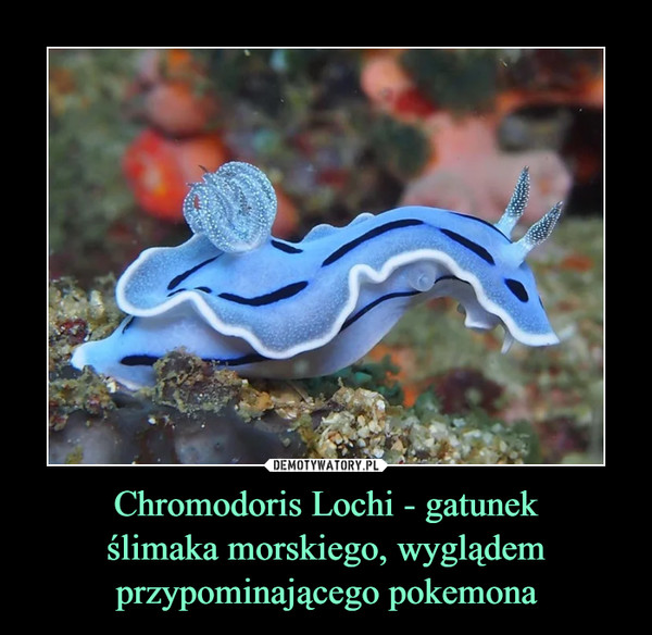 Chromodoris Lochi - gatunek
ślimaka morskiego, wyglądem
przypominającego pokemona
