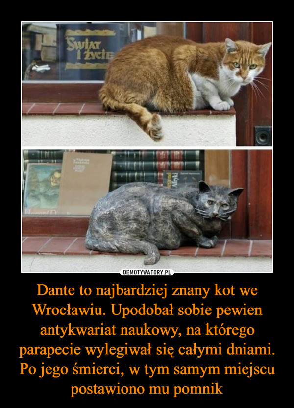 Dante to najbardziej znany kot we Wrocławiu. Upodobał sobie pewien antykwariat naukowy, na którego parapecie wylegiwał się całymi dniami. Po jego śmierci, w tym samym miejscu postawiono mu pomnik