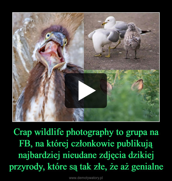 Crap wildlife photography to grupa na FB, na której członkowie publikują najbardziej nieudane zdjęcia dzikiej przyrody, które są tak złe, że aż genialne