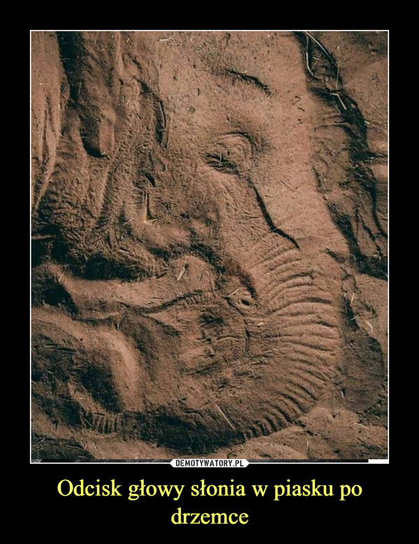 Odcisk głowy słonia w piasku po drzemce –  