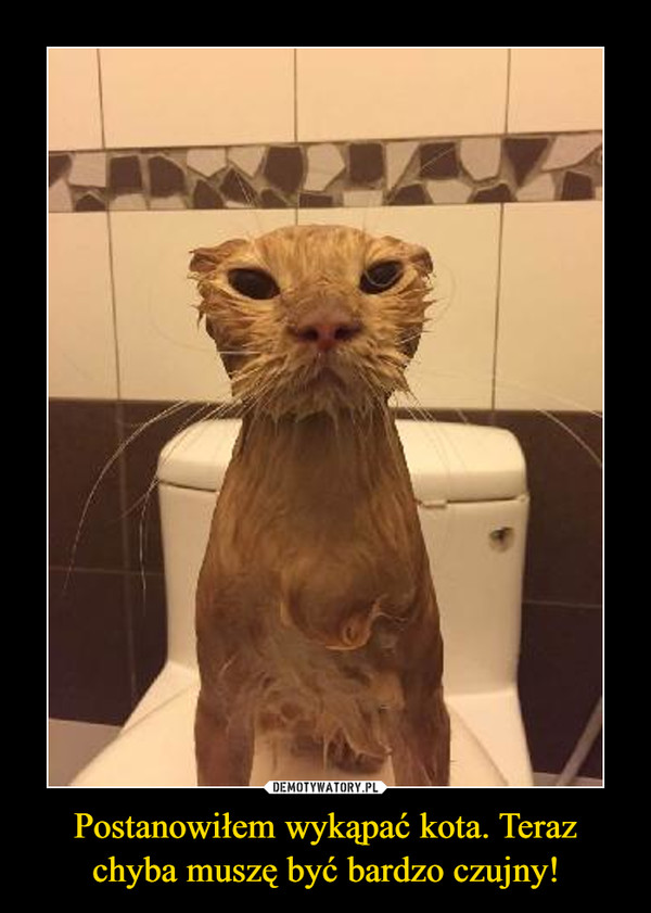 Postanowiłem wykąpać kota. Teraz chyba muszę być bardzo czujny! –  