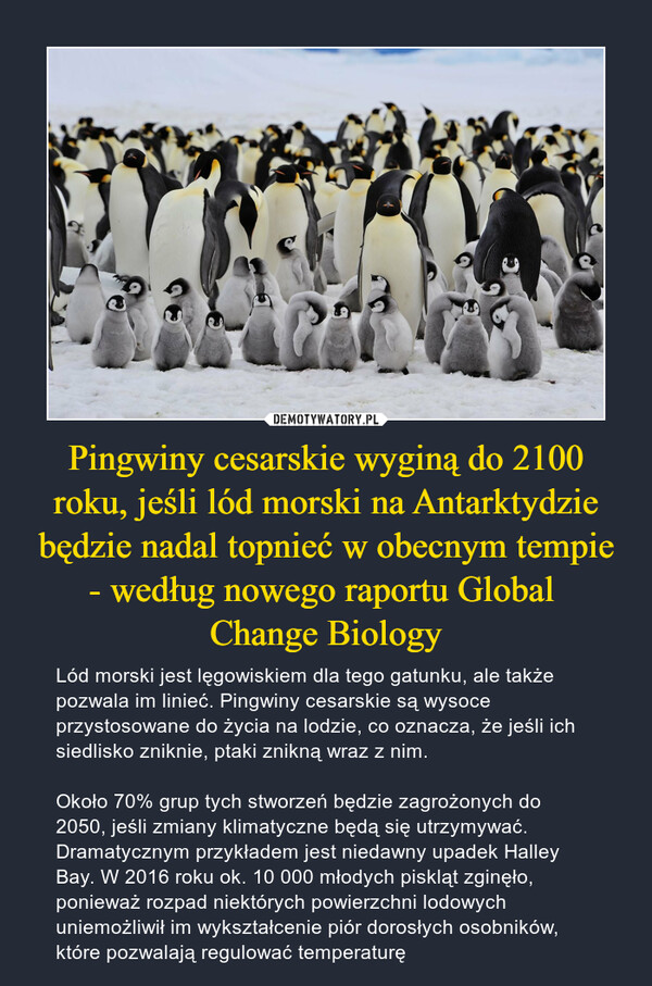 Pingwiny cesarskie wyginą do 2100 roku, jeśli lód morski na Antarktydzie będzie nadal topnieć w obecnym tempie - według nowego raportu Global Change Biology – Lód morski jest lęgowiskiem dla tego gatunku, ale także pozwala im linieć. Pingwiny cesarskie są wysoce przystosowane do życia na lodzie, co oznacza, że jeśli ich siedlisko zniknie, ptaki znikną wraz z nim.Około 70% grup tych stworzeń będzie zagrożonych do 2050, jeśli zmiany klimatyczne będą się utrzymywać. Dramatycznym przykładem jest niedawny upadek Halley Bay. W 2016 roku ok. 10 000 młodych piskląt zginęło, ponieważ rozpad niektórych powierzchni lodowych uniemożliwił im wykształcenie piór dorosłych osobników, które pozwalają regulować temperaturę 