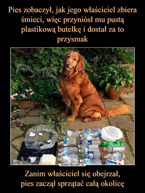 Pies zobaczył, jak jego właściciel zbiera śmieci, więc przyniósł mu pustą plastikową butelkę i dostał za to przysmak Zanim właściciel się obejrzał,
pies zaczął sprzątać całą okolicę