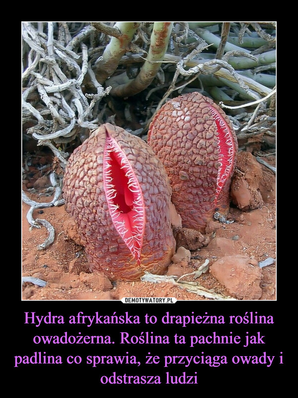 Hydra afrykańska to drapieżna roślina owadożerna. Roślina ta pachnie jak padlina co sprawia, że przyciąga owady i odstrasza ludzi –  