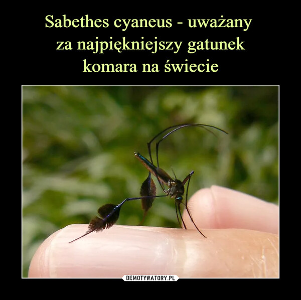 Sabethes cyaneus - uważany 
za najpiękniejszy gatunek
komara na świecie
