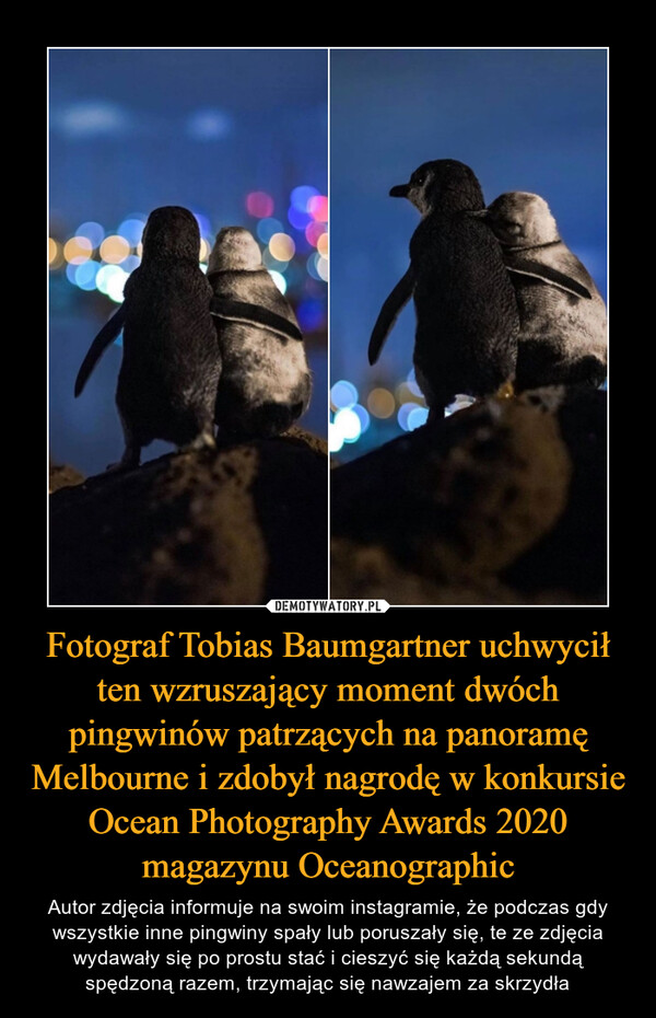 Fotograf Tobias Baumgartner uchwycił ten wzruszający moment dwóch pingwinów patrzących na panoramę Melbourne i zdobył nagrodę w konkursie Ocean Photography Awards 2020 magazynu Oceanographic