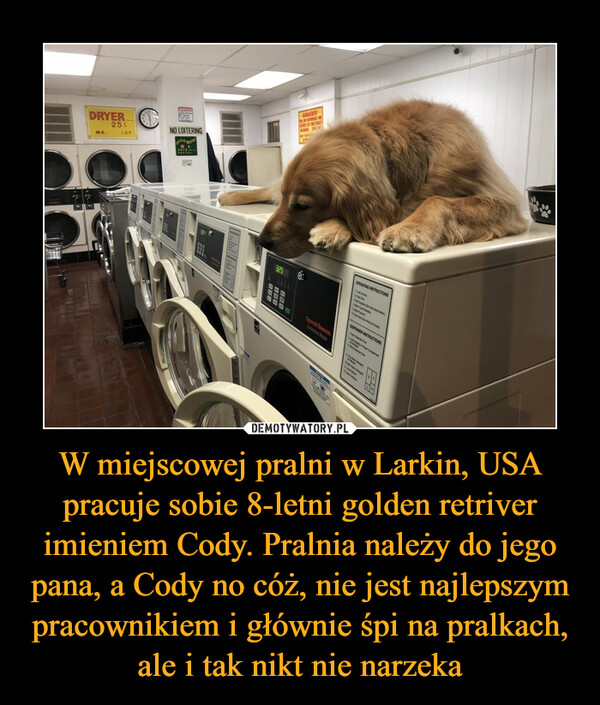 W miejscowej pralni w Larkin, USA pracuje sobie 8-letni golden retriver imieniem Cody. Pralnia należy do jego pana, a Cody no cóż, nie jest najlepszym pracownikiem i głównie śpi na pralkach, ale i tak nikt nie narzeka