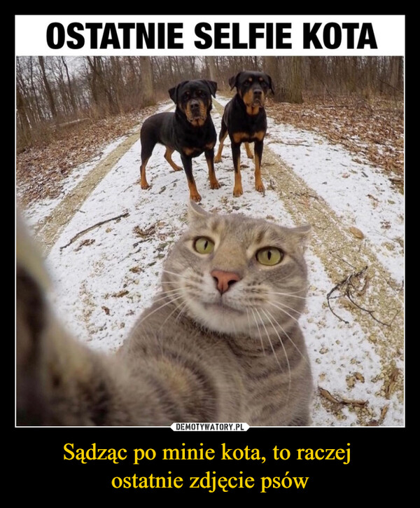 Sądząc po minie kota, to raczej ostatnie zdjęcie psów –  Ostatnie selfie kota