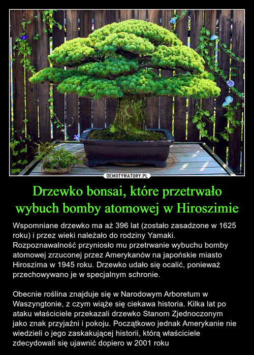 Drzewko bonsai, które przetrwało wybuch bomby atomowej w Hiroszimie