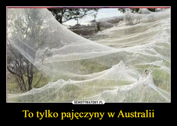 To tylko pajęczyny w Australii –  