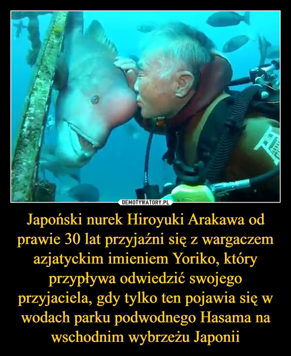 Japoński nurek Hiroyuki Arakawa od prawie 30 lat przyjaźni się z wargaczem azjatyckim imieniem Yoriko, który przypływa odwiedzić swojego przyjaciela, gdy tylko ten pojawia się w wodach parku podwodnego Hasama na wschodnim wybrzeżu Japonii