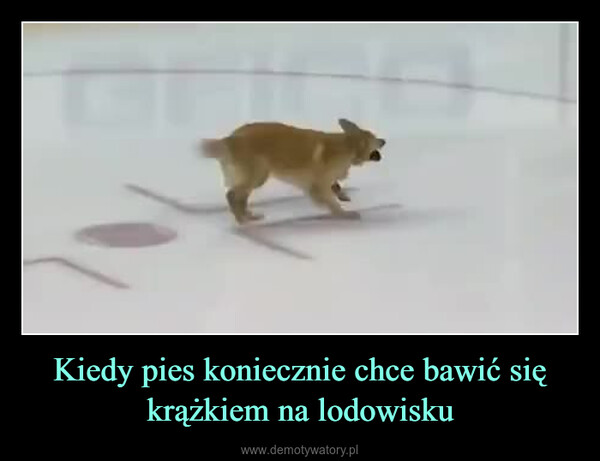 Kiedy pies koniecznie chce bawić się krążkiem na lodowisku –  
