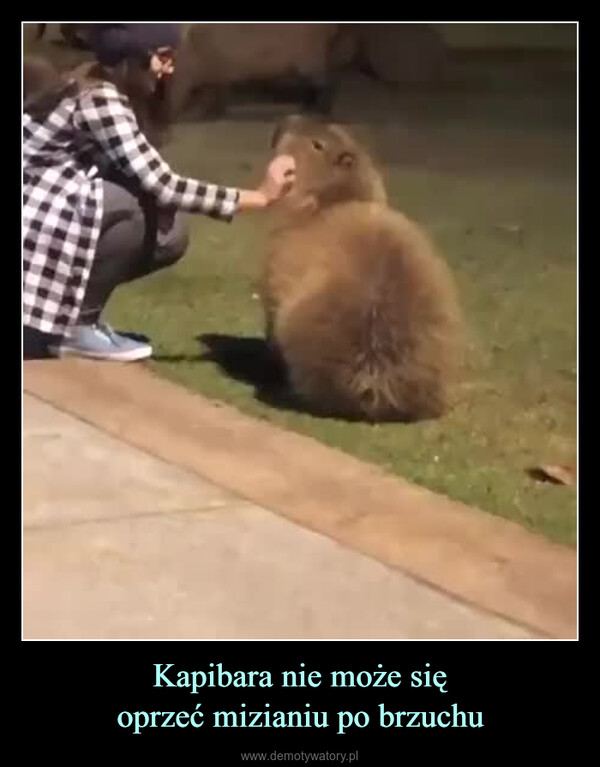 Kapibara nie może sięoprzeć mizianiu po brzuchu –  