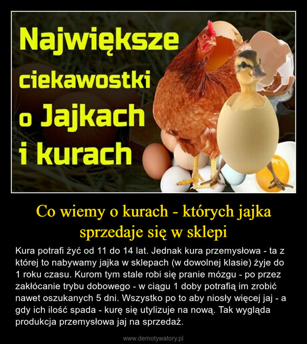 Co wiemy o kurach - których jajka sprzedaje się w sklepi – Kura potrafi żyć od 11 do 14 lat. Jednak kura przemysłowa - ta z której to nabywamy jajka w sklepach (w dowolnej klasie) żyje do 1 roku czasu. Kurom tym stale robi się pranie mózgu - po przez zakłócanie trybu dobowego - w ciągu 1 doby potrafią im zrobić nawet oszukanych 5 dni. Wszystko po to aby niosły więcej jaj - a gdy ich ilość spada - kurę się utylizuje na nową. Tak wygląda produkcja przemysłowa jaj na sprzedaż. 