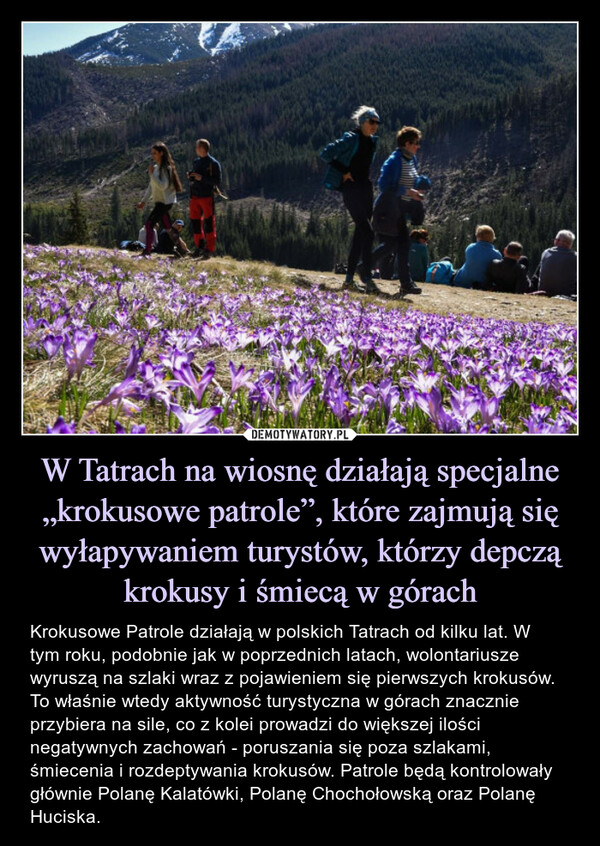 W Tatrach na wiosnę działają specjalne „krokusowe patrole”, które zajmują się wyłapywaniem turystów, którzy depczą krokusy i śmiecą w górach