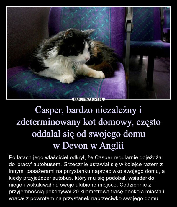 Casper, bardzo niezależny i zdeterminowany kot domowy, często oddalał się od swojego domuw Devon w Anglii – Po latach jego właściciel odkrył, że Casper regularnie dojeżdża do 'pracy' autobusem. Grzecznie ustawiał się w kolejce razem z innymi pasażerami na przystanku naprzeciwko swojego domu, a kiedy przyjeżdżał autobus, który mu się podobał, wsiadał do niego i wskakiwał na swoje ulubione miejsce. Codziennie z przyjemnością pokonywał 20 kilometrową trasę dookoła miasta i wracał z powrotem na przystanek naprzeciwko swojego domu 