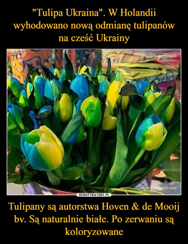 Tulipany są autorstwa Hoven & de Mooij bv. Są naturalnie białe. Po zerwaniu są koloryzowane –  