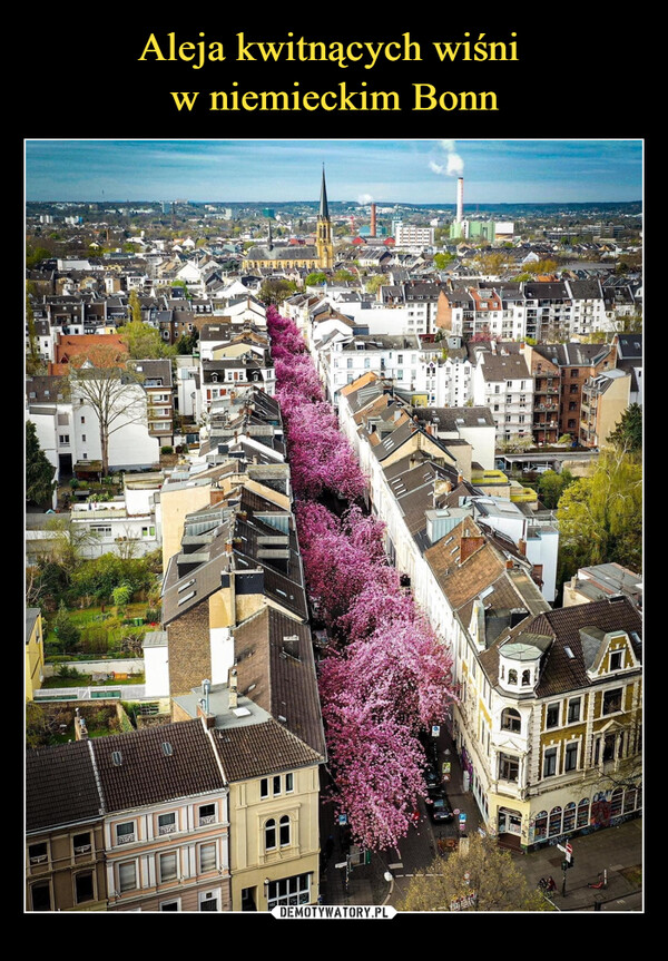 Aleja kwitnących wiśni 
w niemieckim Bonn