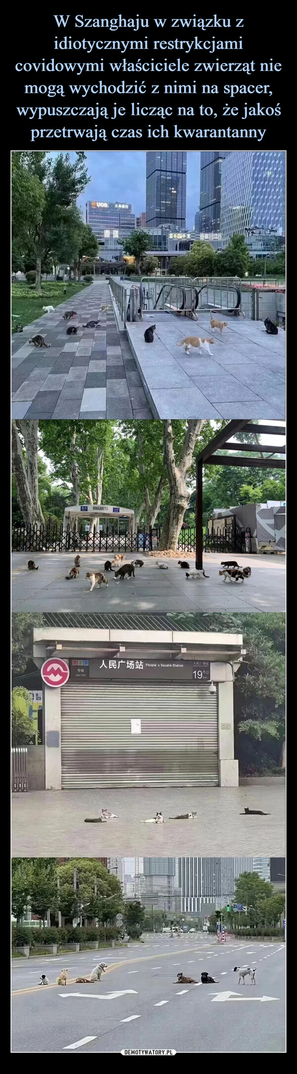 W Szanghaju w związku z idiotycznymi restrykcjami covidowymi właściciele zwierząt nie mogą wychodzić z nimi na spacer, wypuszczają je licząc na to, że jakoś przetrwają czas ich kwarantanny