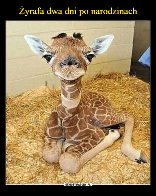 Żyrafa dwa dni po narodzinach