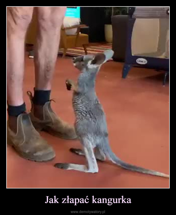 Jak złapać kangurka –  