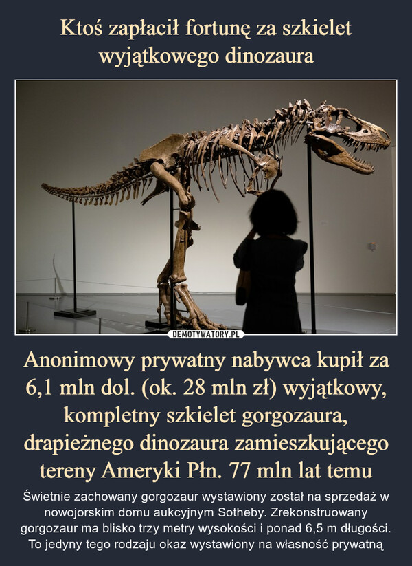 Anonimowy prywatny nabywca kupił za 6,1 mln dol. (ok. 28 mln zł) wyjątkowy, kompletny szkielet gorgozaura, drapieżnego dinozaura zamieszkującego tereny Ameryki Płn. 77 mln lat temu – Świetnie zachowany gorgozaur wystawiony został na sprzedaż w nowojorskim domu aukcyjnym Sotheby. Zrekonstruowany gorgozaur ma blisko trzy metry wysokości i ponad 6,5 m długości. To jedyny tego rodzaju okaz wystawiony na własność prywatną Świetnie zachowany gorgozaur wystawiony został na sprzedaż w nowojorskim domu aukcyjnym Sotheby. Zrekonstruowany gorgozaur ma blisko trzy metry wysokości i ponad 6,5 m długości. To jedyny tego rodzaju okaz wystawiony na własność prywatną