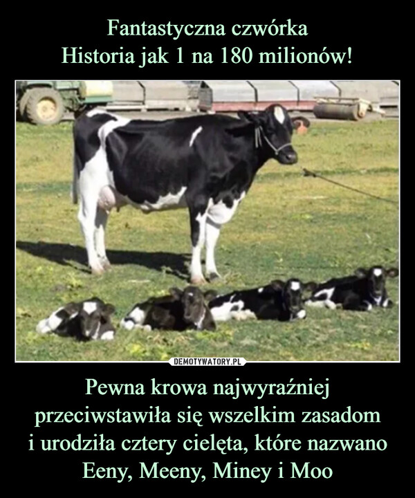Pewna krowa najwyraźniej przeciwstawiła się wszelkim zasadomi urodziła cztery cielęta, które nazwano Eeny, Meeny, Miney i Moo –  