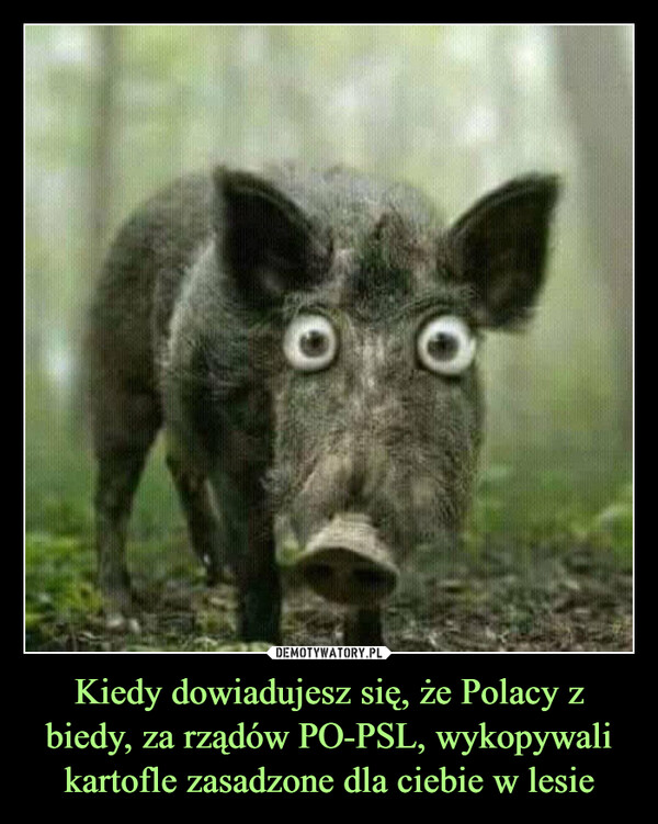 Kiedy dowiadujesz się, że Polacy z biedy, za rządów PO-PSL, wykopywali kartofle zasadzone dla ciebie w lesie –  