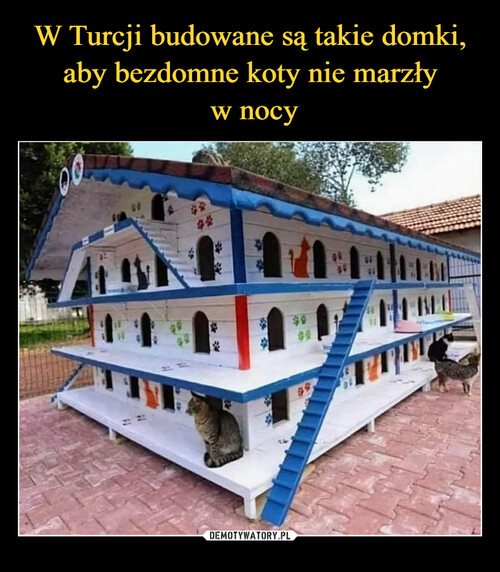W Turcji budowane są takie domki, aby bezdomne koty nie marzły
 w nocy