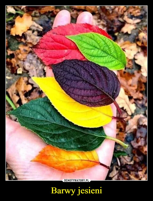 Barwy jesieni