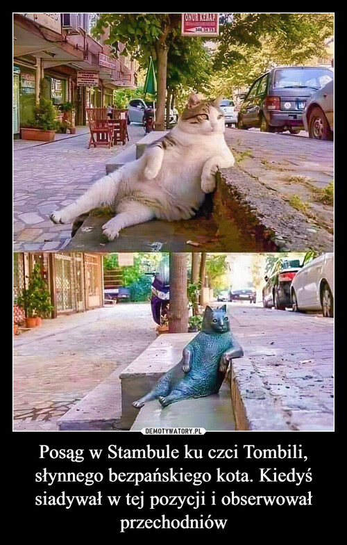 Posąg w Stambule ku czci Tombili, słynnego bezpańskiego kota. Kiedyś siadywał w tej pozycji i obserwował przechodniów