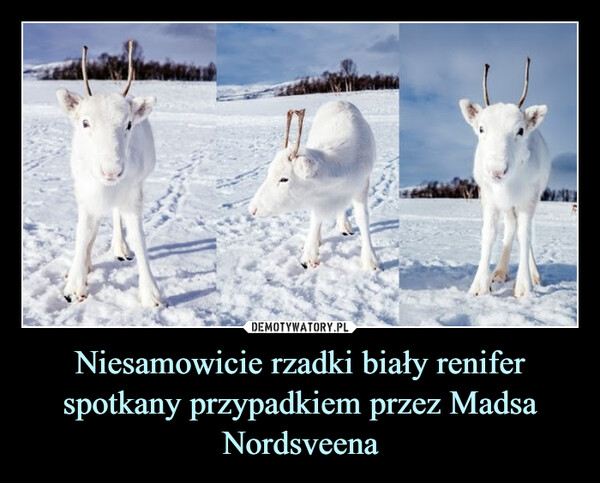 Niesamowicie rzadki biały renifer spotkany przypadkiem przez Madsa Nordsveena