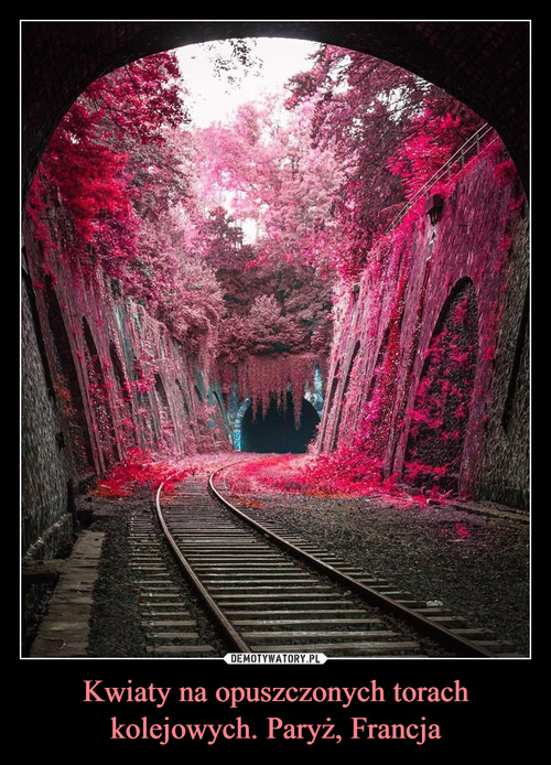 Kwiaty na opuszczonych torach kolejowych. Paryż, Francja