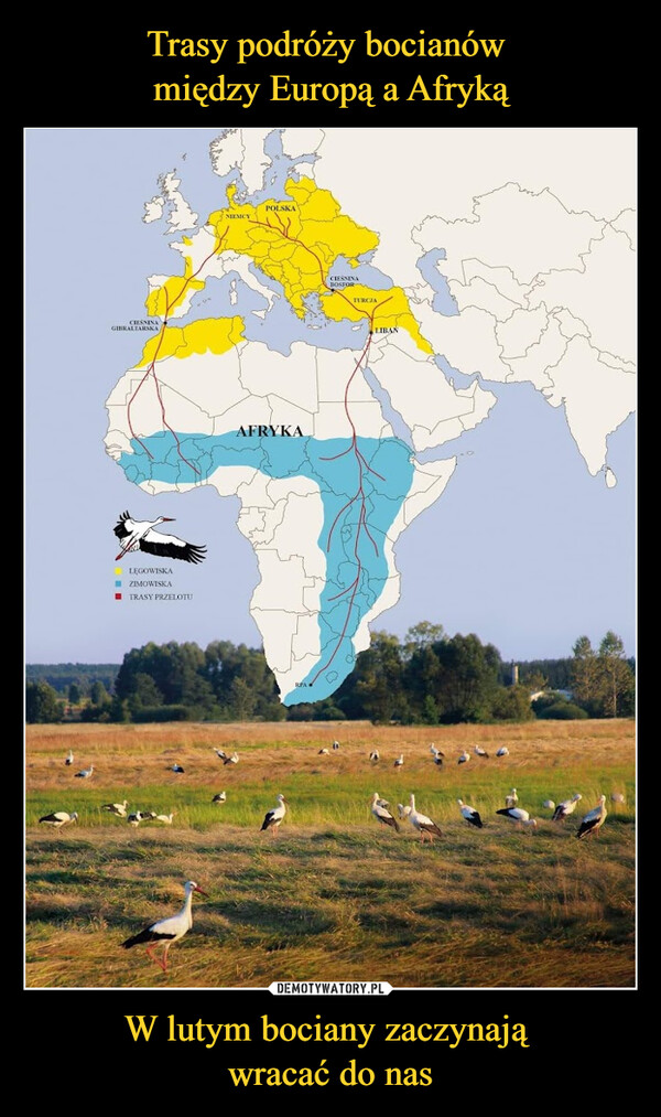Trasy podróży bocianów 
między Europą a Afryką W lutym bociany zaczynają 
wracać do nas