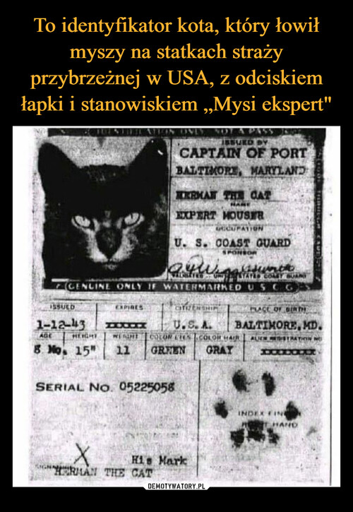 To identyfikator kota, który łowił myszy na statkach straży przybrzeżnej w USA, z odciskiem łapki i stanowiskiem „Mysi ekspert"