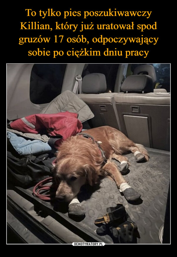 To tylko pies poszukiwawczy Killian, który już uratował spod gruzów 17 osób, odpoczywający sobie po ciężkim dniu pracy