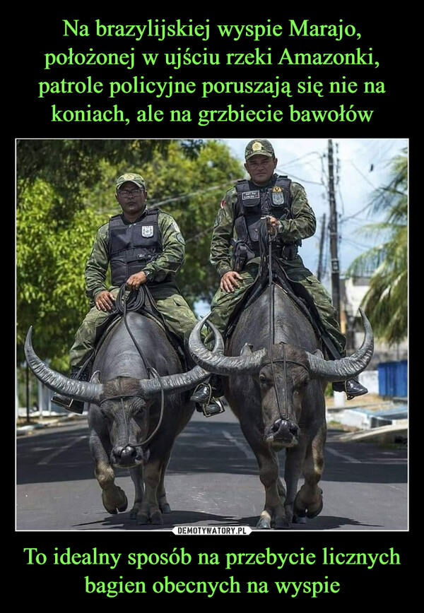 Na brazylijskiej wyspie Marajo, położonej w ujściu rzeki Amazonki, patrole policyjne poruszają się nie na koniach, ale na grzbiecie bawołów To idealny sposób na przebycie licznych bagien obecnych na wyspie