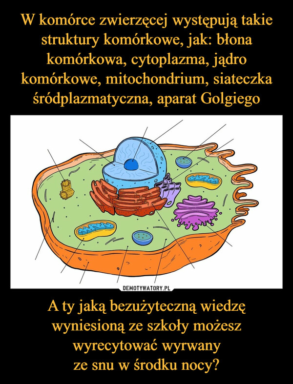 W komórce zwierzęcej występują takie struktury komórkowe, jak: błona komórkowa, cytoplazma, jądro komórkowe, mitochondrium, siateczka śródplazmatyczna, aparat Golgiego A ty jaką bezużyteczną wiedzę wyniesioną ze szkoły możesz wyrecytować wyrwany
ze snu w środku nocy?